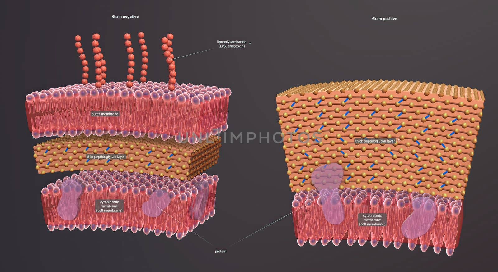 A cell wall is a structural layer surrounding some types of cells, just outside the cell membrane.