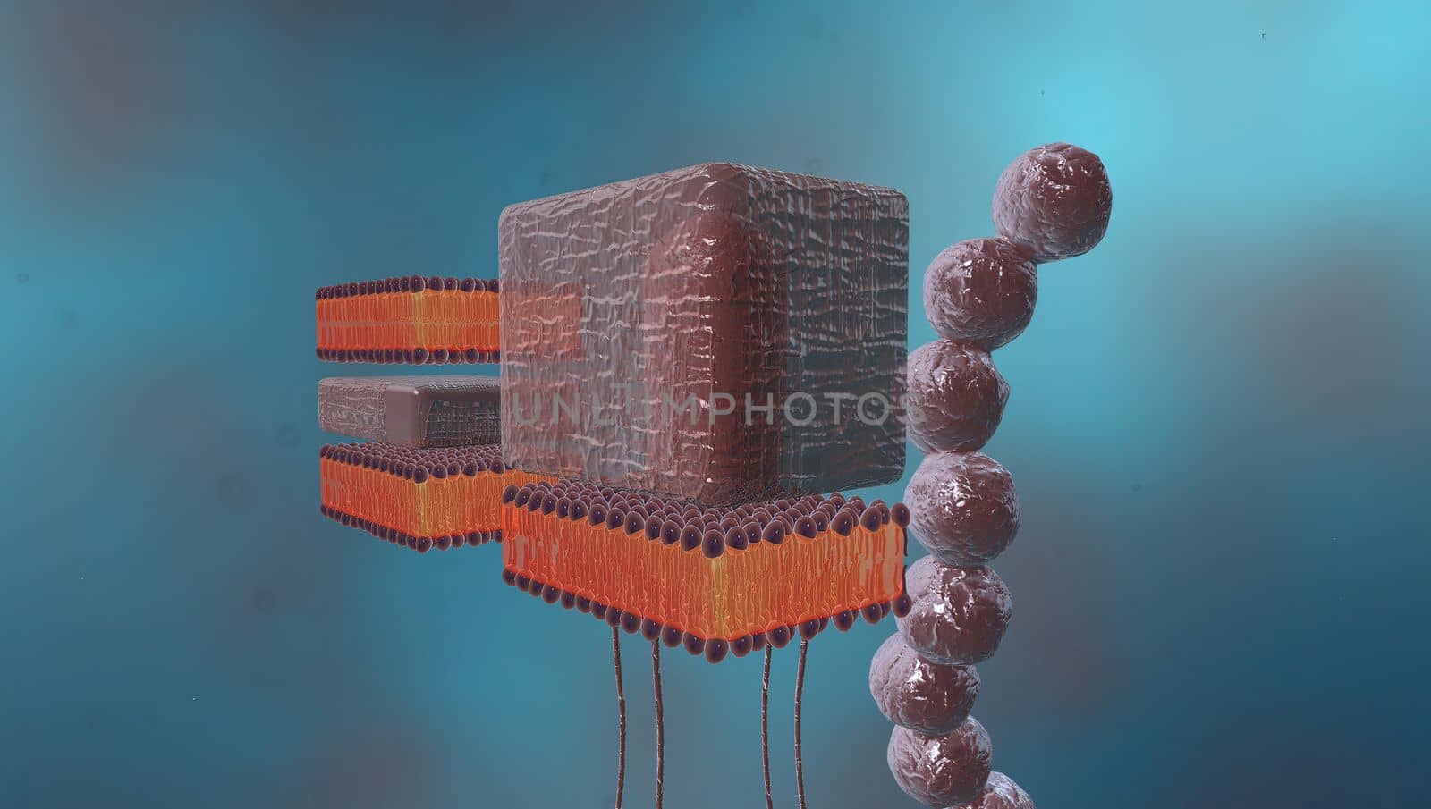 A cell wall is a structural layer surrounding some types of cells, just outside the cell membrane. by creativepic