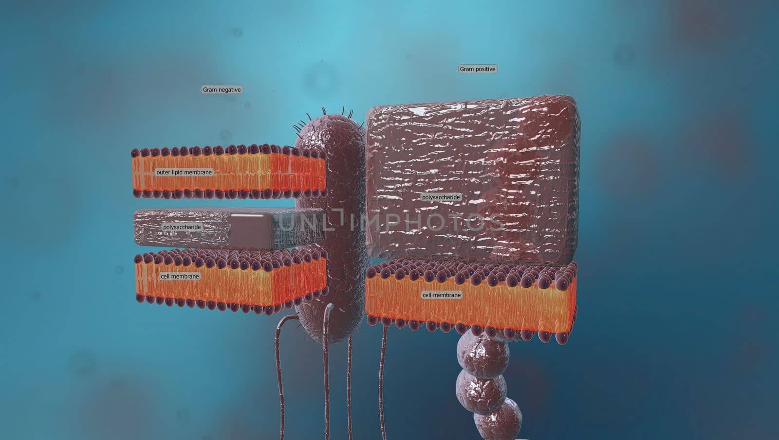 A cell wall is a structural layer surrounding some types of cells, just outside the cell membrane.