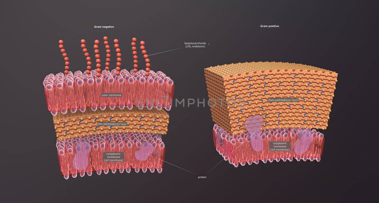 A cell wall is a structural layer surrounding some types of cells, just outside the cell membrane.
