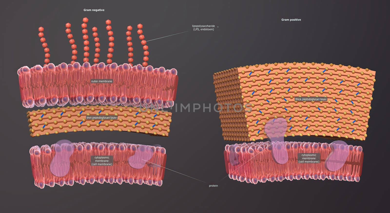 A cell wall is a structural layer surrounding some types of cells, just outside the cell membrane. by creativepic