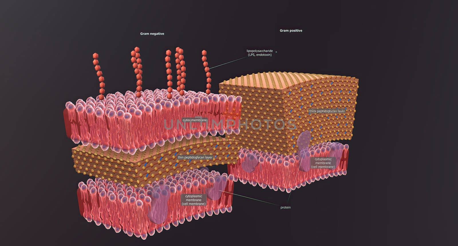 A cell wall is a structural layer surrounding some types of cells, just outside the cell membrane.