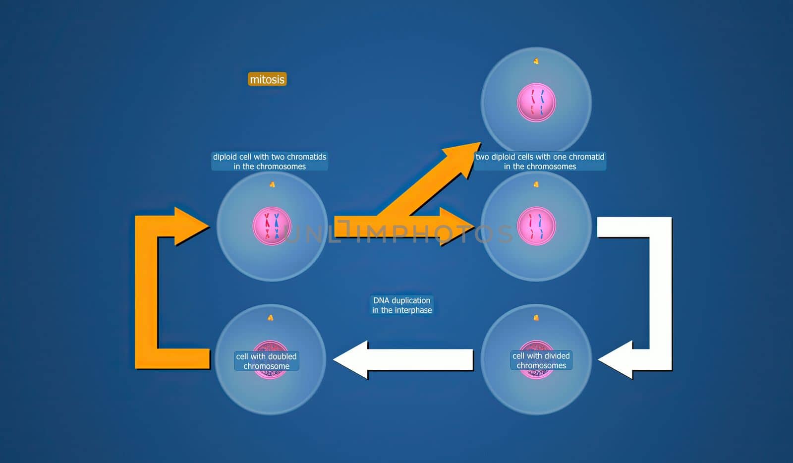 In cell biology, mitosis is a part of the cell cycle in which replicated chromosomes are separated into two new nuclei. 3D illustration by creativepic