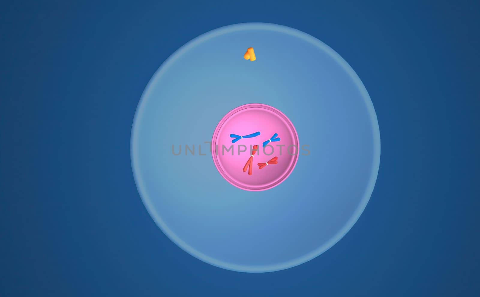 In cell biology, mitosis is a part of the cell cycle in which replicated chromosomes are separated into two new nuclei. 3D illustration