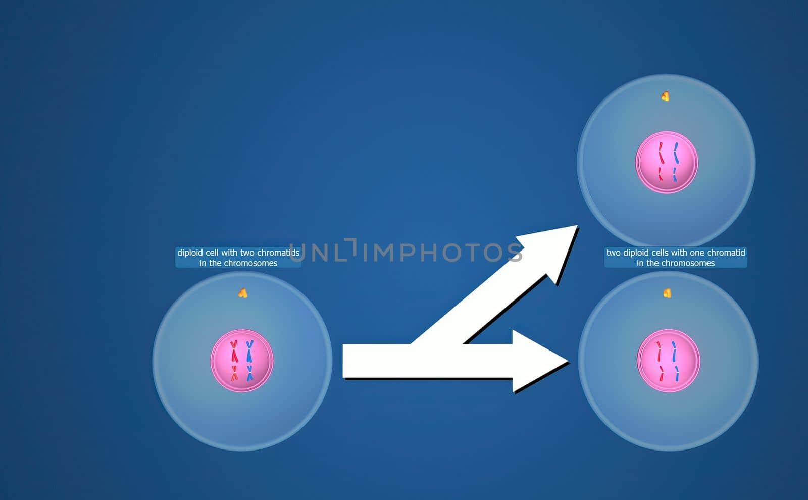 In the nucleus of each cell, the DNA molecule is packaged into thread-like structures called chromosomes.