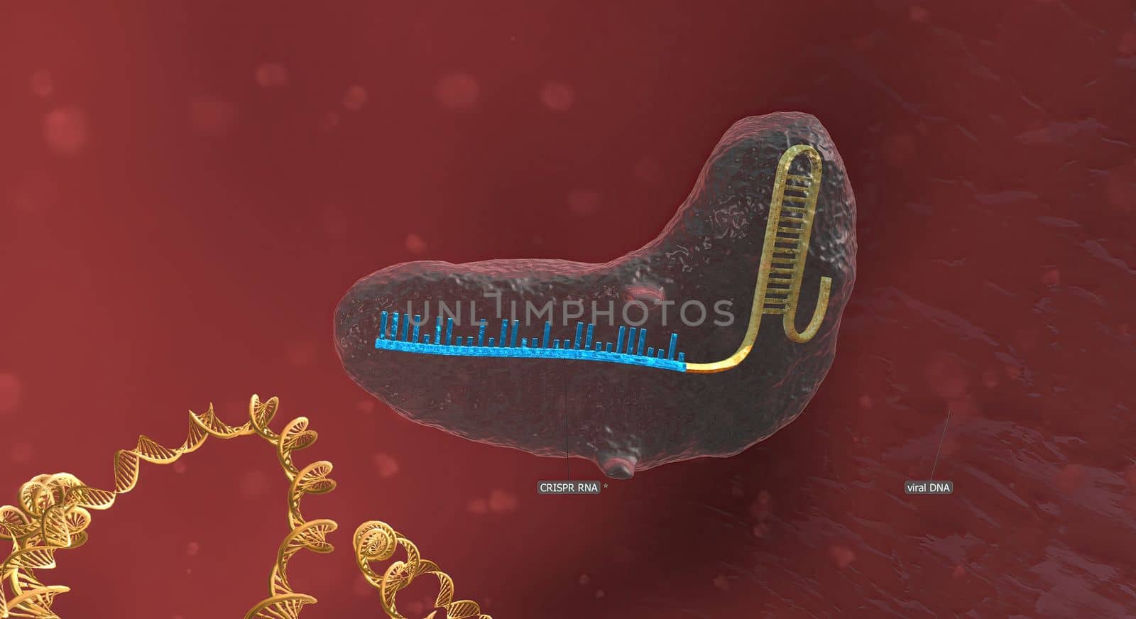 The long RNA backbone binds to the DNA, and the predesigned sequence guides Cas9 to the right spot in the genome. 3D illustration by creativepic