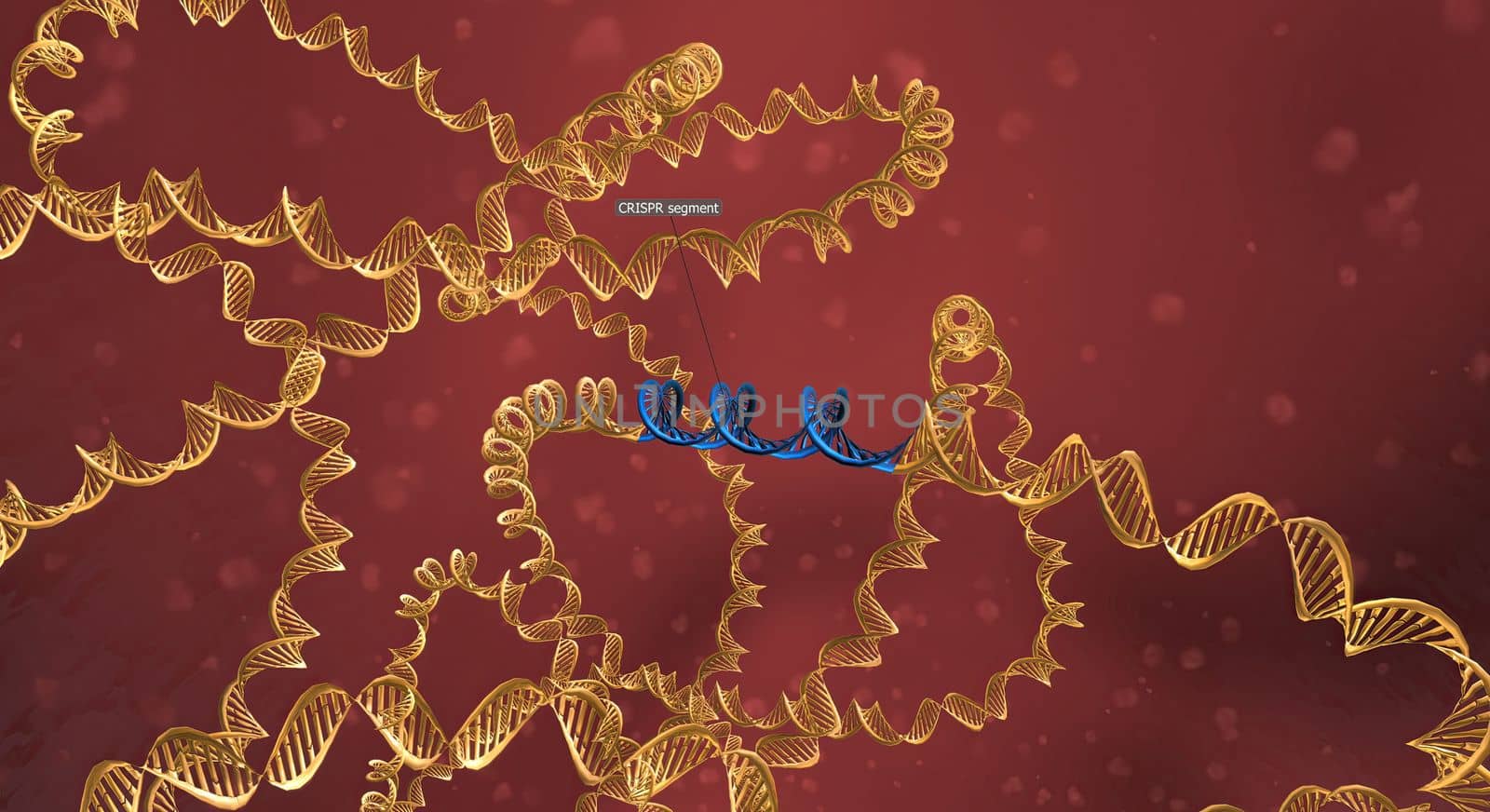 The long RNA backbone binds to the DNA, and the predesigned sequence guides Cas9 to the right spot in the genome. 3D illustration by creativepic