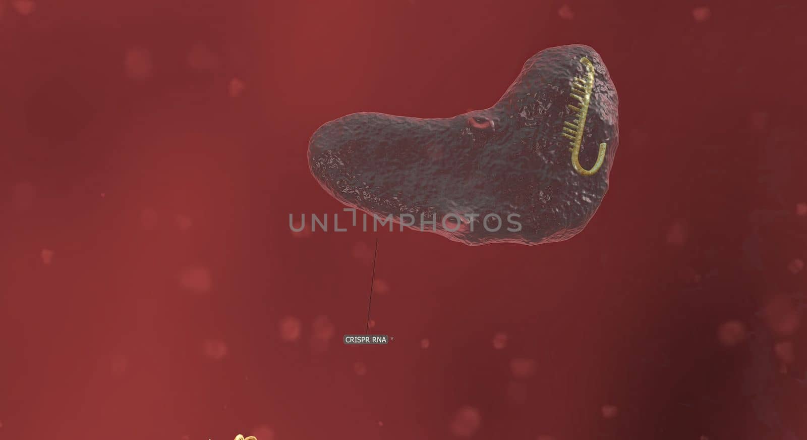 The long RNA backbone binds to the DNA, and the predesigned sequence guides Cas9 to the right spot in the genome. 3D illustration