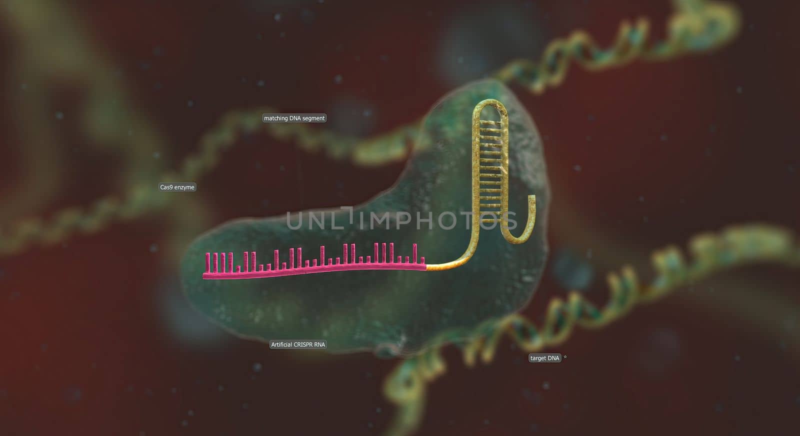 The long RNA backbone binds to the DNA, and the predesigned sequence guides Cas9 to the right spot in the genome. 3D illustration