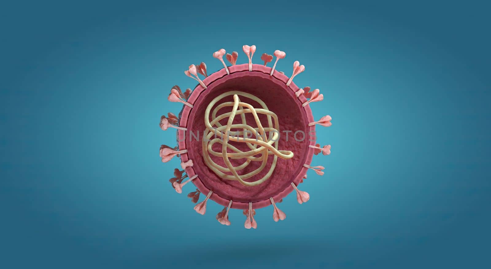 Influenza is a single-stranded RNA virus in the Orthomyxoviridae family.