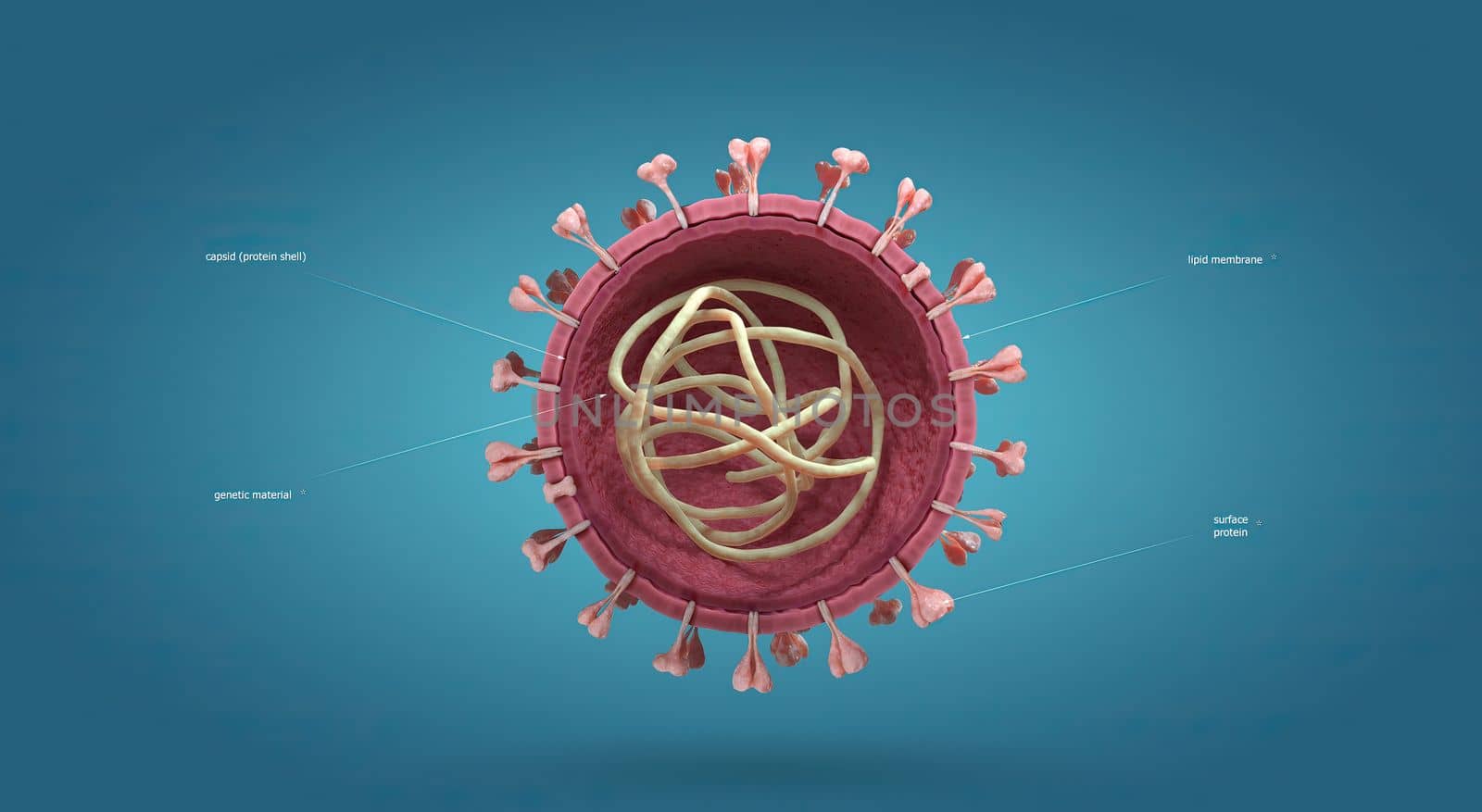 Influenza is a single-stranded RNA virus in the Orthomyxoviridae family. by creativepic