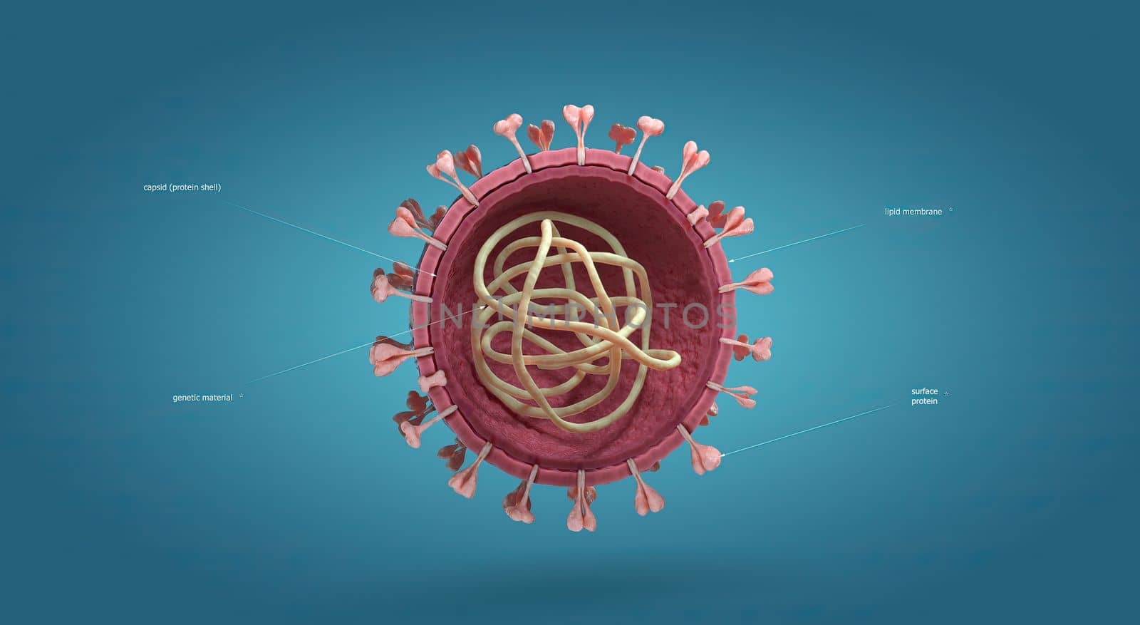 Influenza is a single-stranded RNA virus in the Orthomyxoviridae family. by creativepic