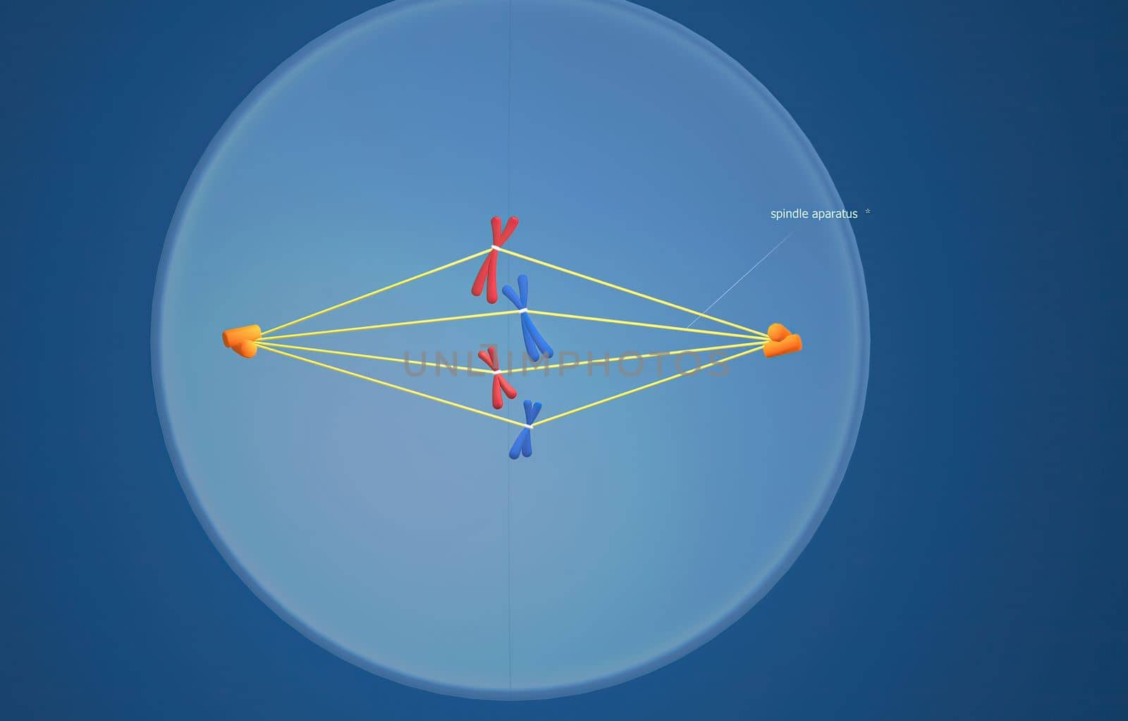 In cell biology, mitosis is a part of the cell cycle in which replicated chromosomes are separated into two new nuclei. 3D illustration by creativepic