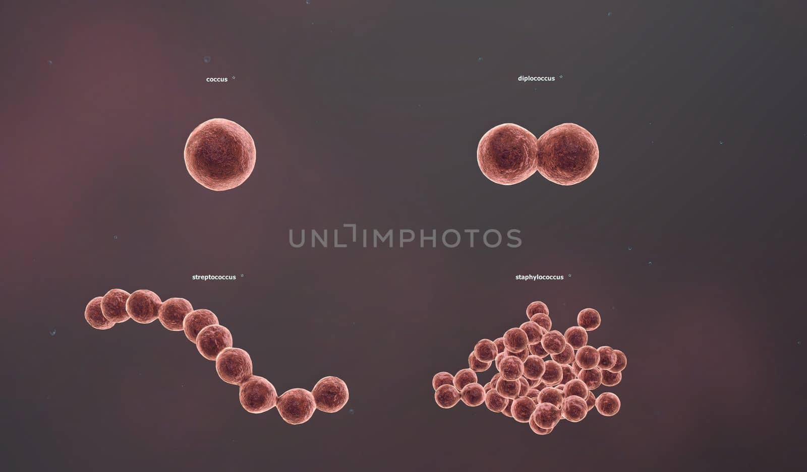 The shape of a bacterium is determined by its rigid cell wall. Bacteria that lack a cell wall (Mycoplasma and L-forms) display a great diversity of unusual shapes. Bacteria having various shapes are said to be pleomorphic. 3D illustration