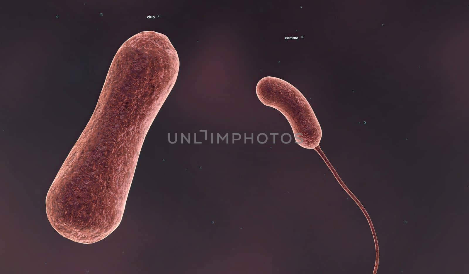 The shape of a bacterium is determined by its rigid cell wall. Bacteria that lack a cell wall (Mycoplasma and L-forms) display a great diversity of unusual shapes. Bacteria having various shapes are said to be pleomorphic. 3D illustration