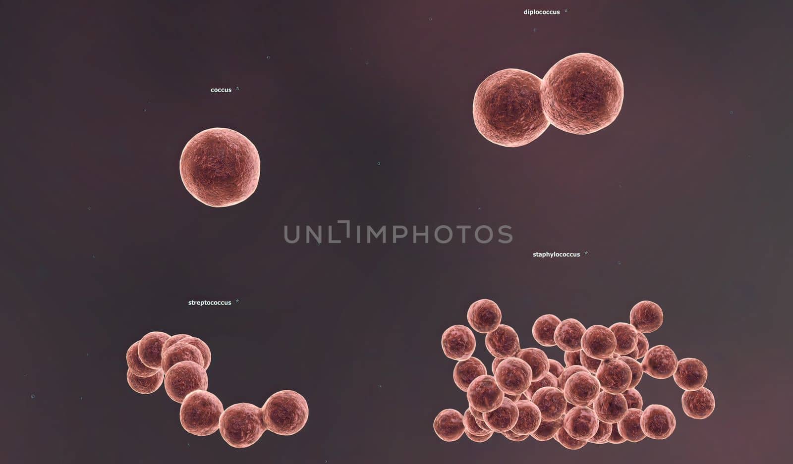 The shape of a bacterium is determined by its rigid cell wall. Bacteria that lack a cell wall (Mycoplasma and L-forms) display a great diversity of unusual shapes. Bacteria having various shapes are said to be pleomorphic. 3D illustration