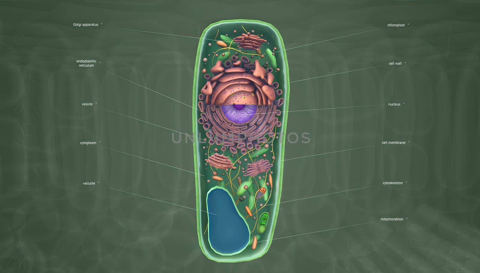 The cell is the basic unit of life. Plant cells are surrounded by a thick, rigid cell wall.