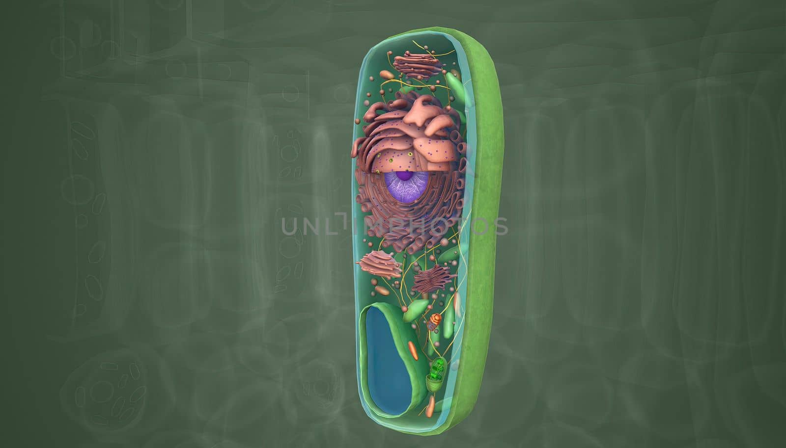 The cell is the basic unit of life. Plant cells are surrounded by a thick, rigid cell wall.