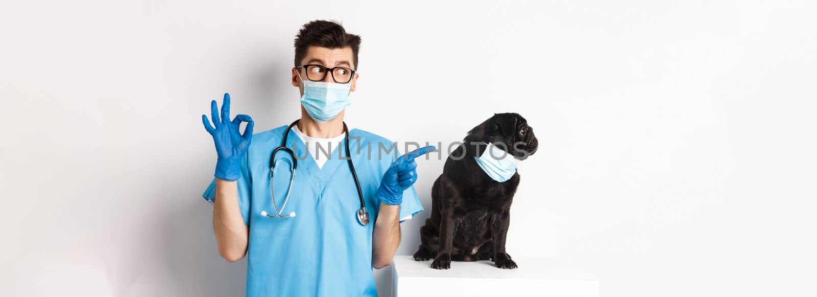 Funny black pug dog wearing medical mask, sitting near handsome veterinarian doctor showing okay sign, white background by Benzoix