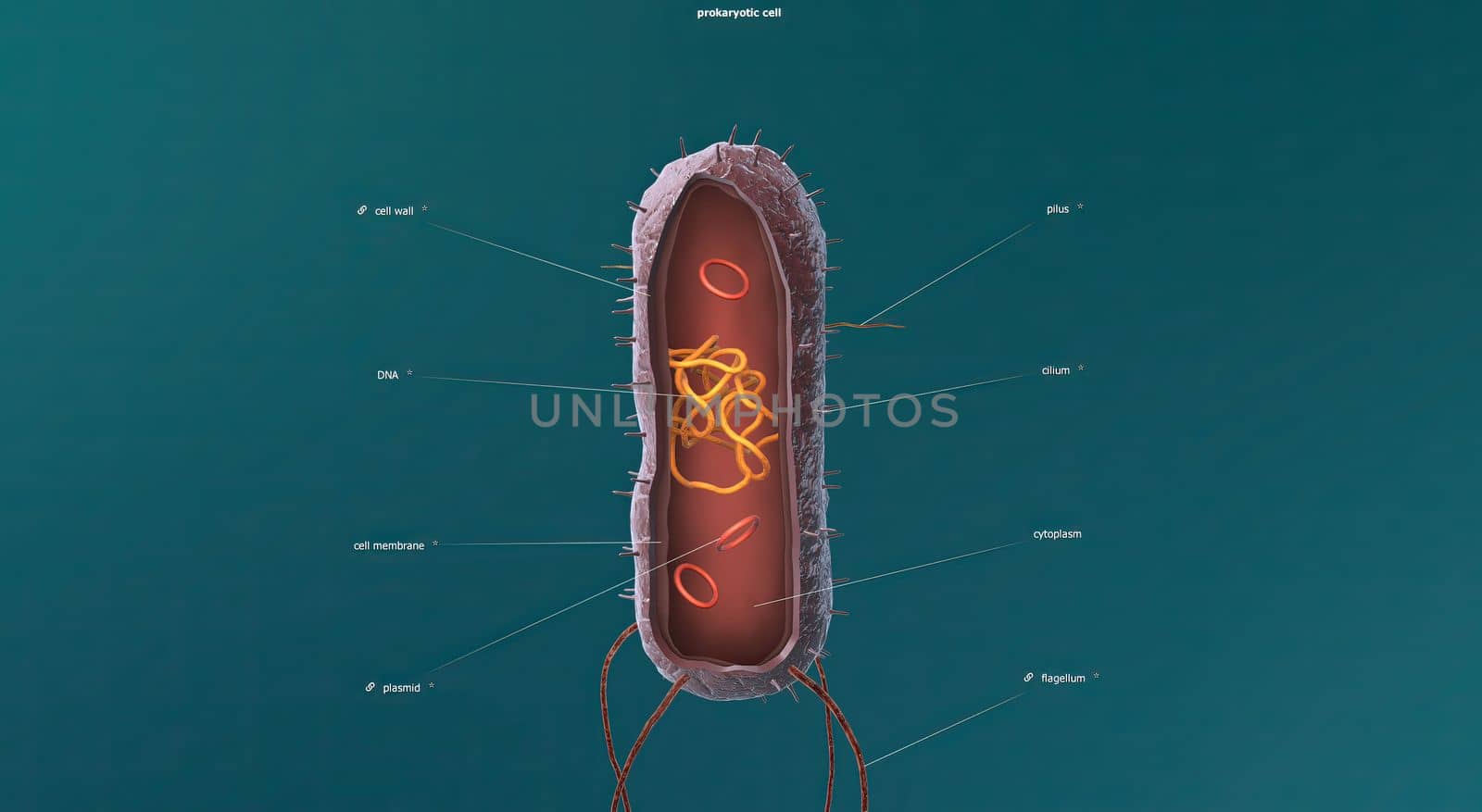 In cell biology, mitosis is a part of the cell cycle in which replicated chromosomes are separated into two new nuclei. 3D illustration by creativepic