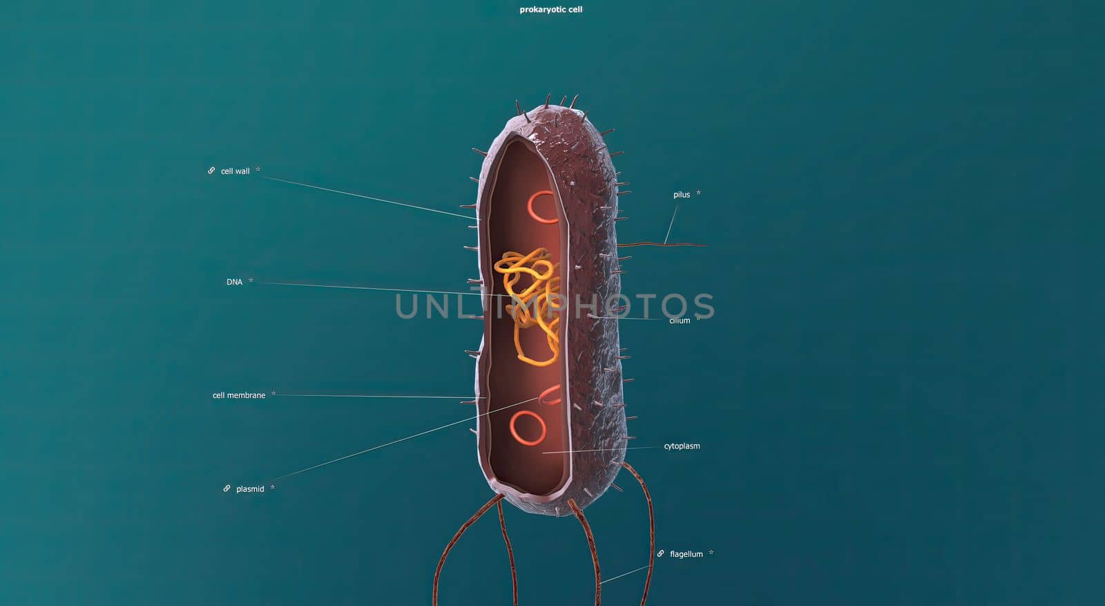 In cell biology, mitosis is a part of the cell cycle in which replicated chromosomes are separated into two new nuclei. 3D illustration