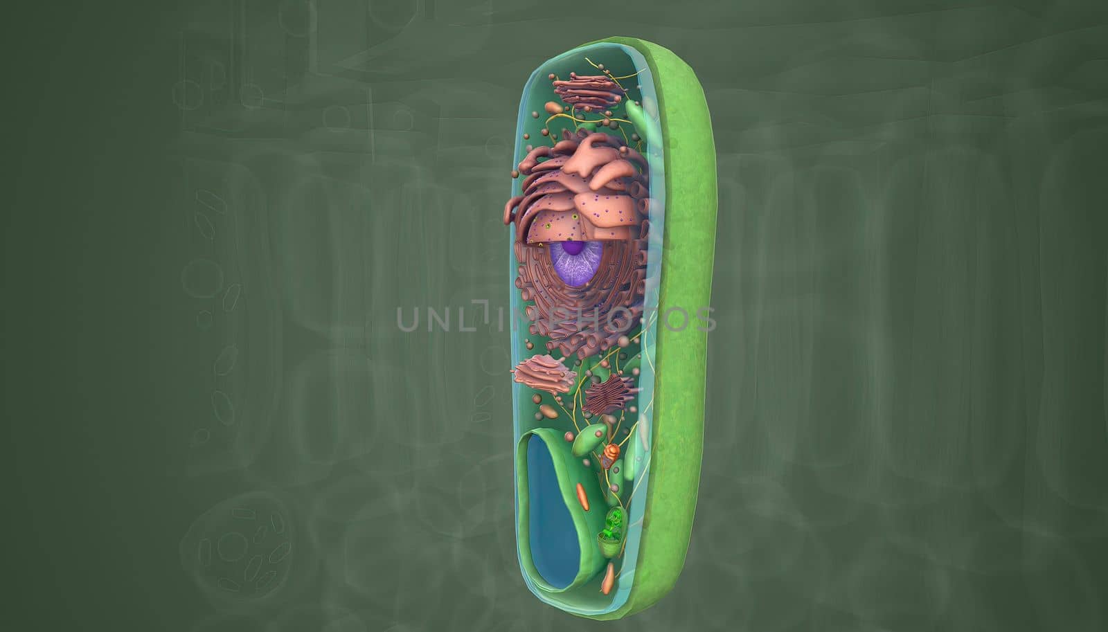 The cell is the basic unit of life. Plant cells are surrounded by a thick, rigid cell wall. by creativepic