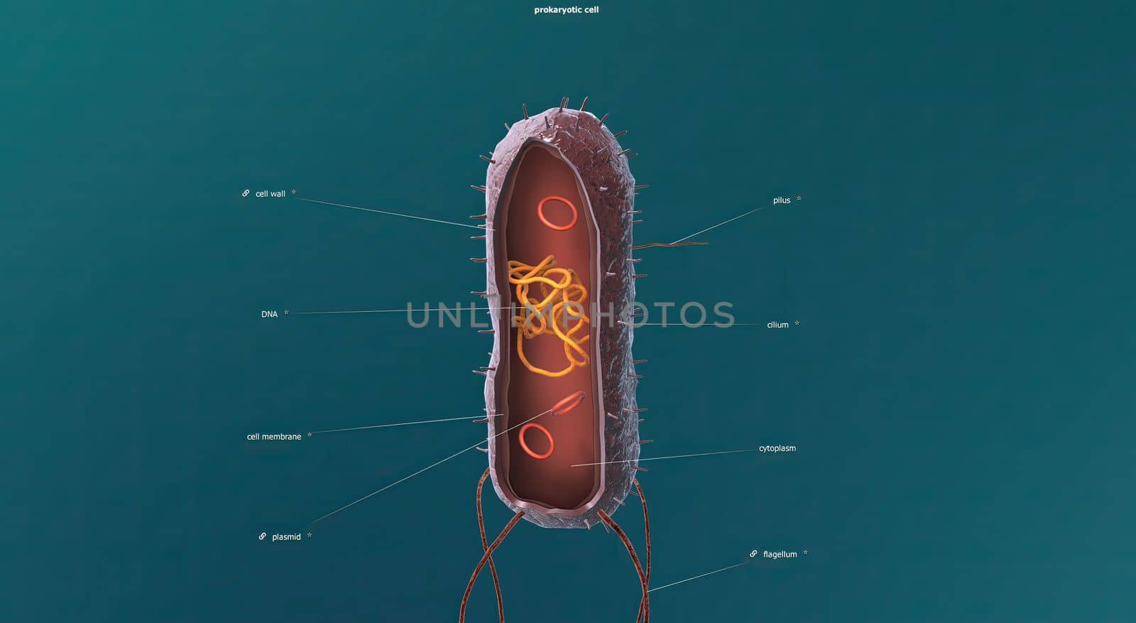 In cell biology, mitosis is a part of the cell cycle in which replicated chromosomes are separated into two new nuclei. 3D illustration