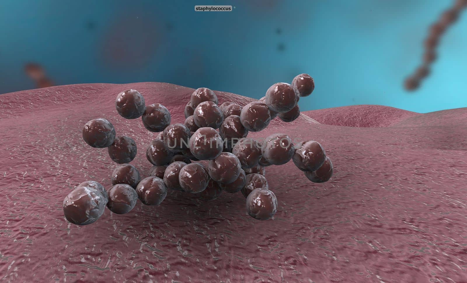 Bacteria are divided into three classes according to their shape: cocci (spherical), bacillus (rod-shaped) and spiral (there are two types: spirillum and spirochete). 3D illustration