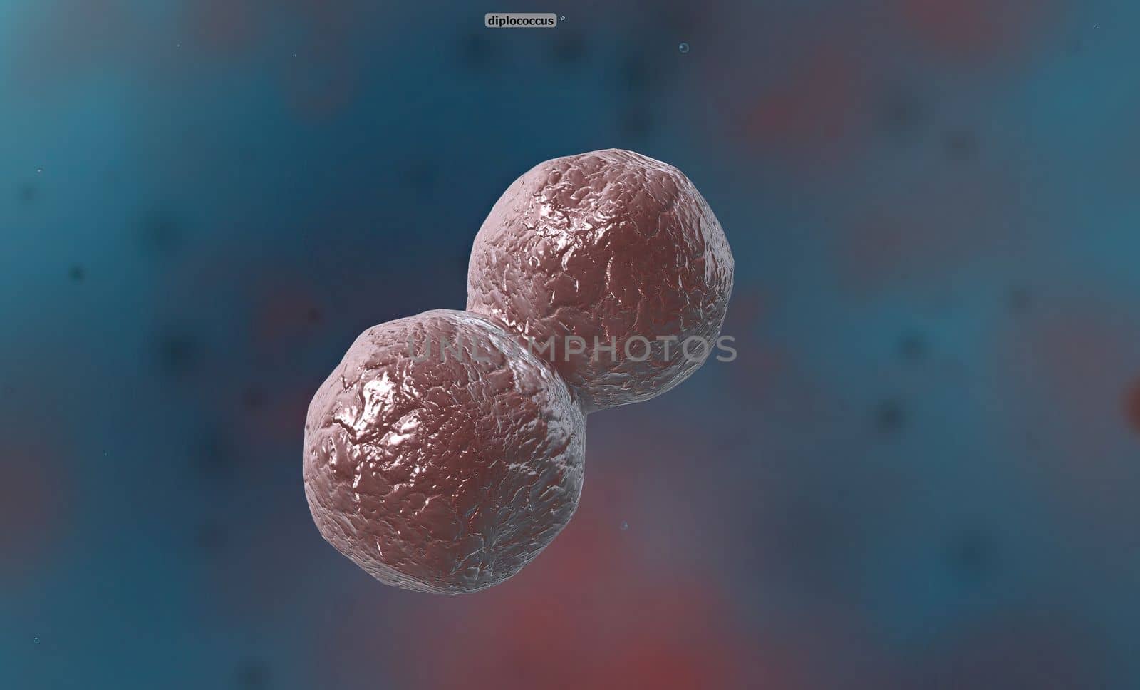 A cocci are any bacteria or archaeon that have a spherical, oval, or generally round shape. by creativepic