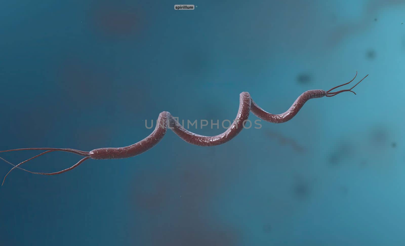 Spirillum is a bacterium from the Proteobacteria phylum with a spiral-shaped cell morphology. 3D illustration