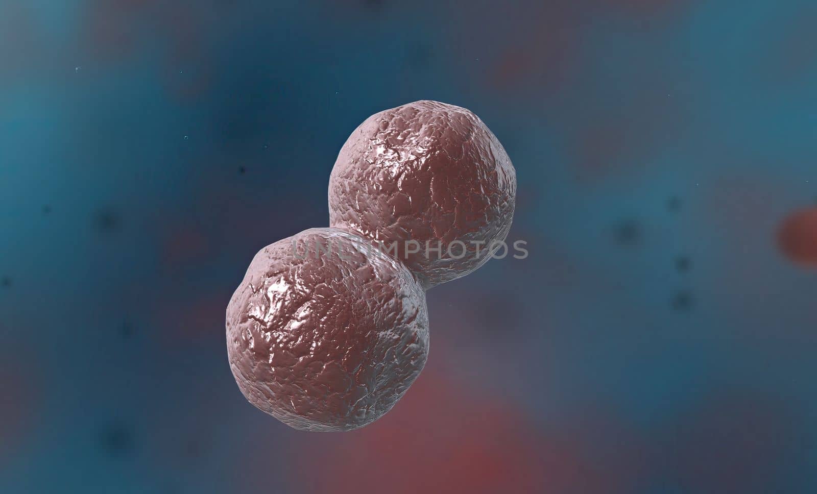 Bacteria are divided into three classes according to their shape: cocci (spherical), bacillus (rod-shaped) and spiral (there are two types: spirillum and spirochete). 3D illustration