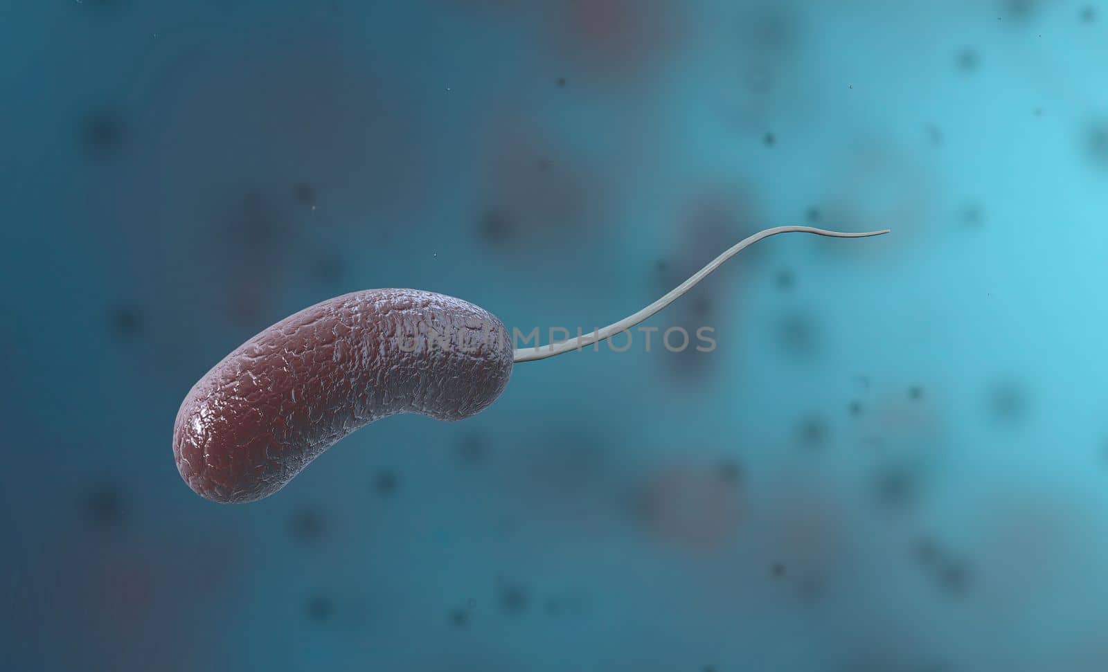 Vibrio is a type of bacteria consisting of bent rod-shaped gram-negative bacteria. by creativepic