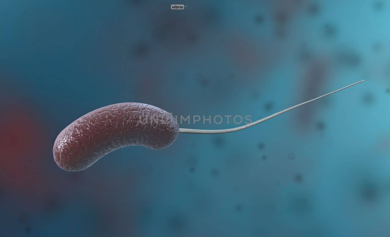 Vibrio is a genus of bacteria consisting of bent rod-shaped gram-negative bacteria. Some species cause food-borne diseases. 3D illustration