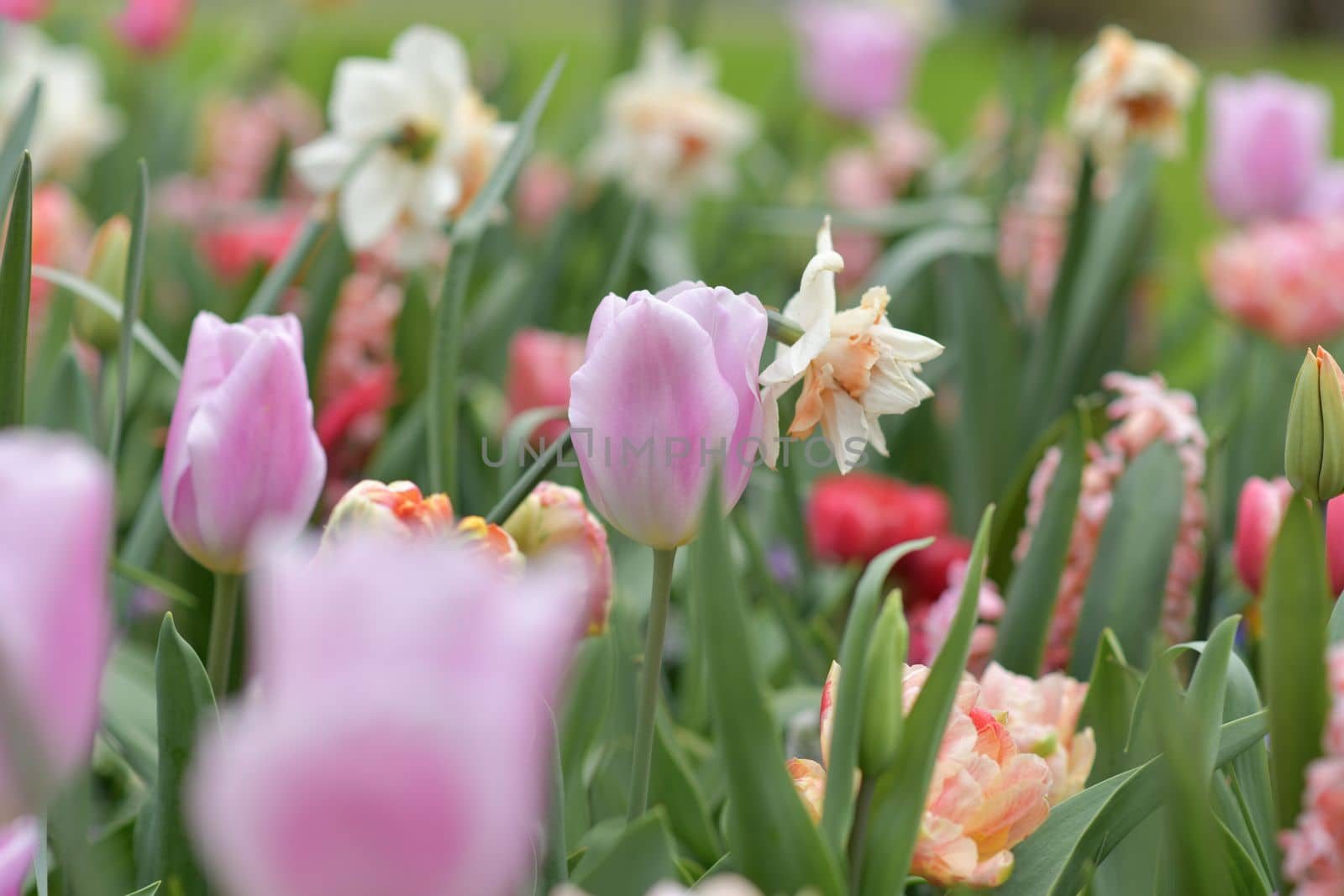 Pink tulips and daffodils field Netherlands.