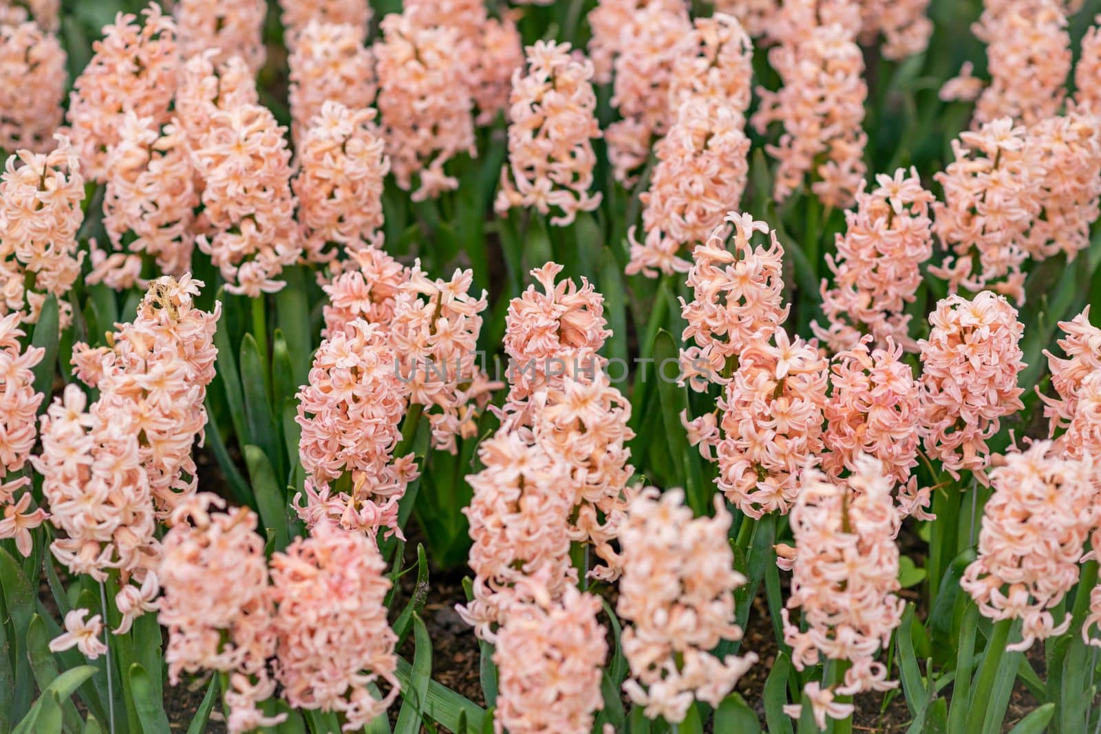 Pink hyacinth field Spring background Netherlands.