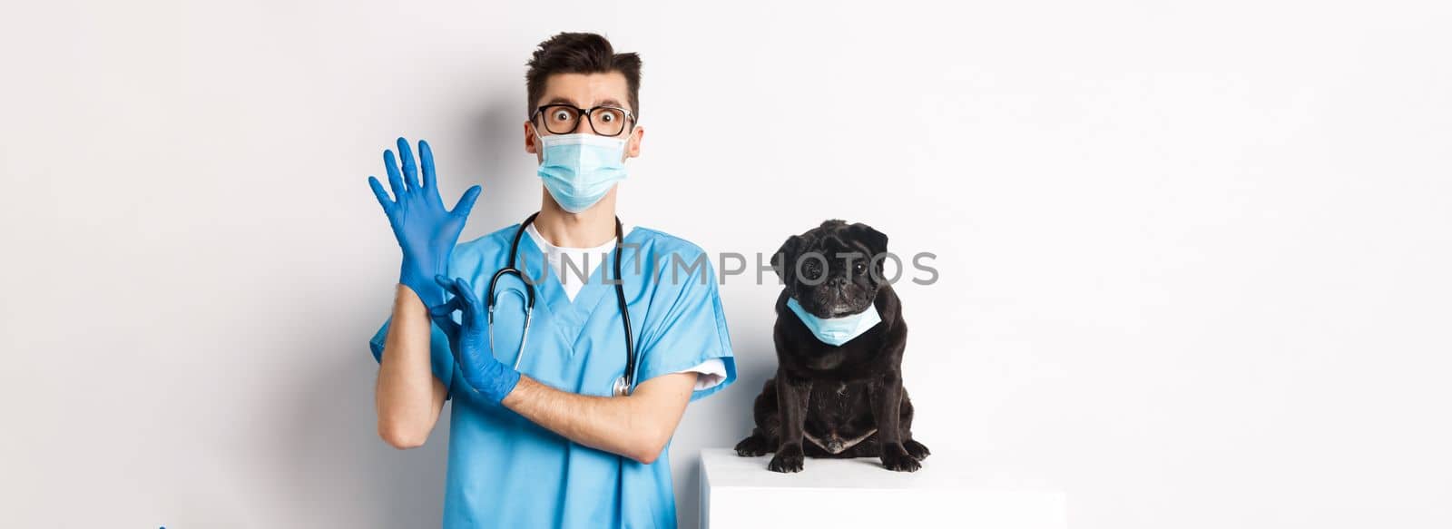 Funny black pug dog wearing medical mask, sitting near handsome veterinarian doctor putting on gloves for examination, white background.