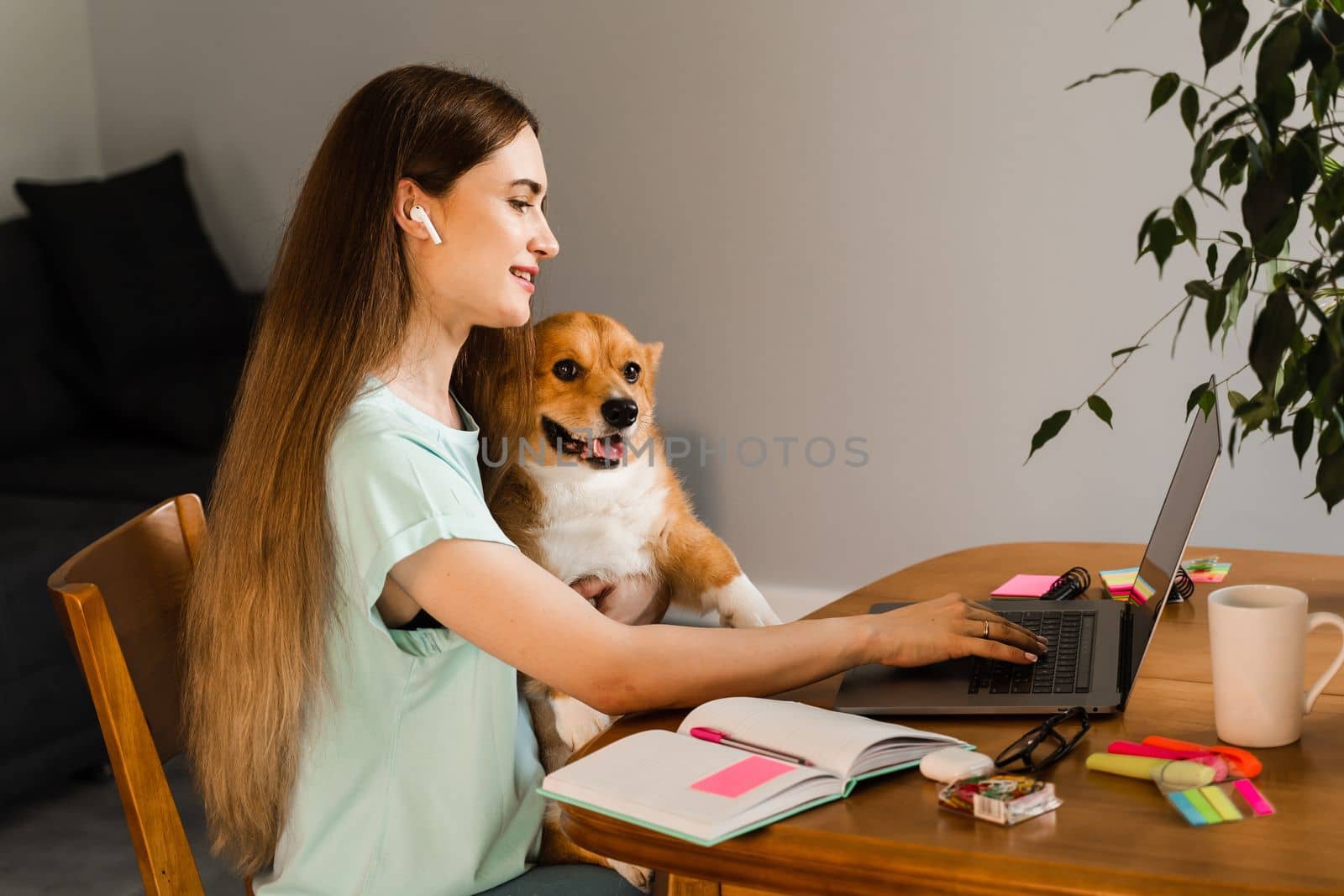 Girl chatting with friends online using laptop and showing her Corgi dog at home. Lifestyle with Welsh Corgi Pembroke. Video connection with family. Happy girl and domestic pet having fun together