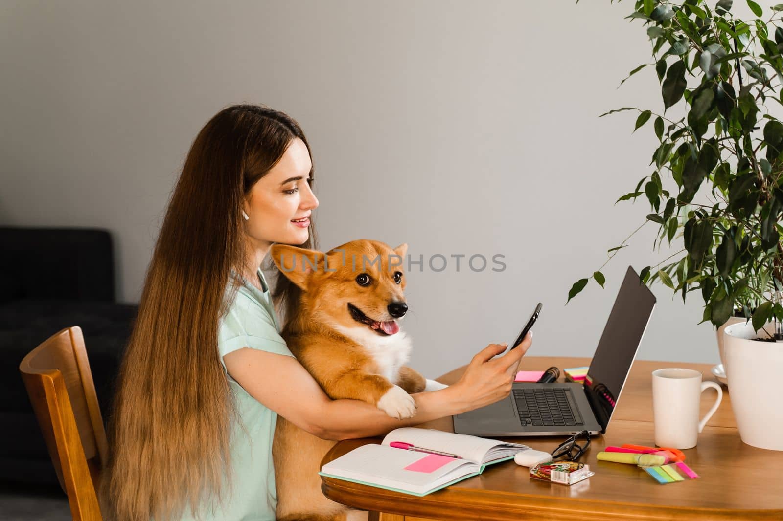 Girl chatting with friends online using laptop and showing her Corgi dog at home. Lifestyle with Welsh Corgi Pembroke. Video connection with family. Happy girl and domestic pet having fun together. by Rabizo