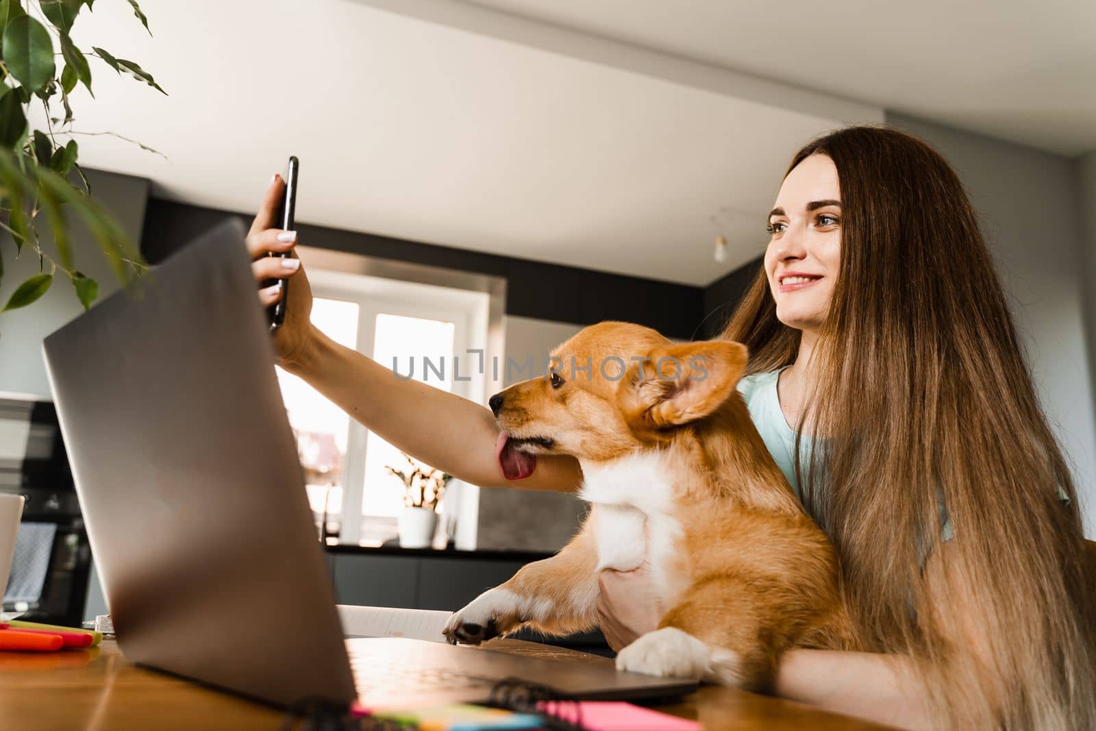 Freelancer girl with laptop making selfie making selfie with her Corgi dog. Girl have a break at work for making selfie with her domestic pet. Lifestyle of Welsh Corgi Pembroke pet. by Rabizo