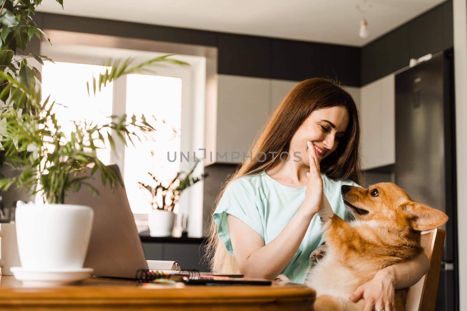 Teambuilding. Teamwork with Welsh Corgi Pembroke at home. Girl hand give five Corgi dog at work place with laptop at home. Communication with colleagues and family online