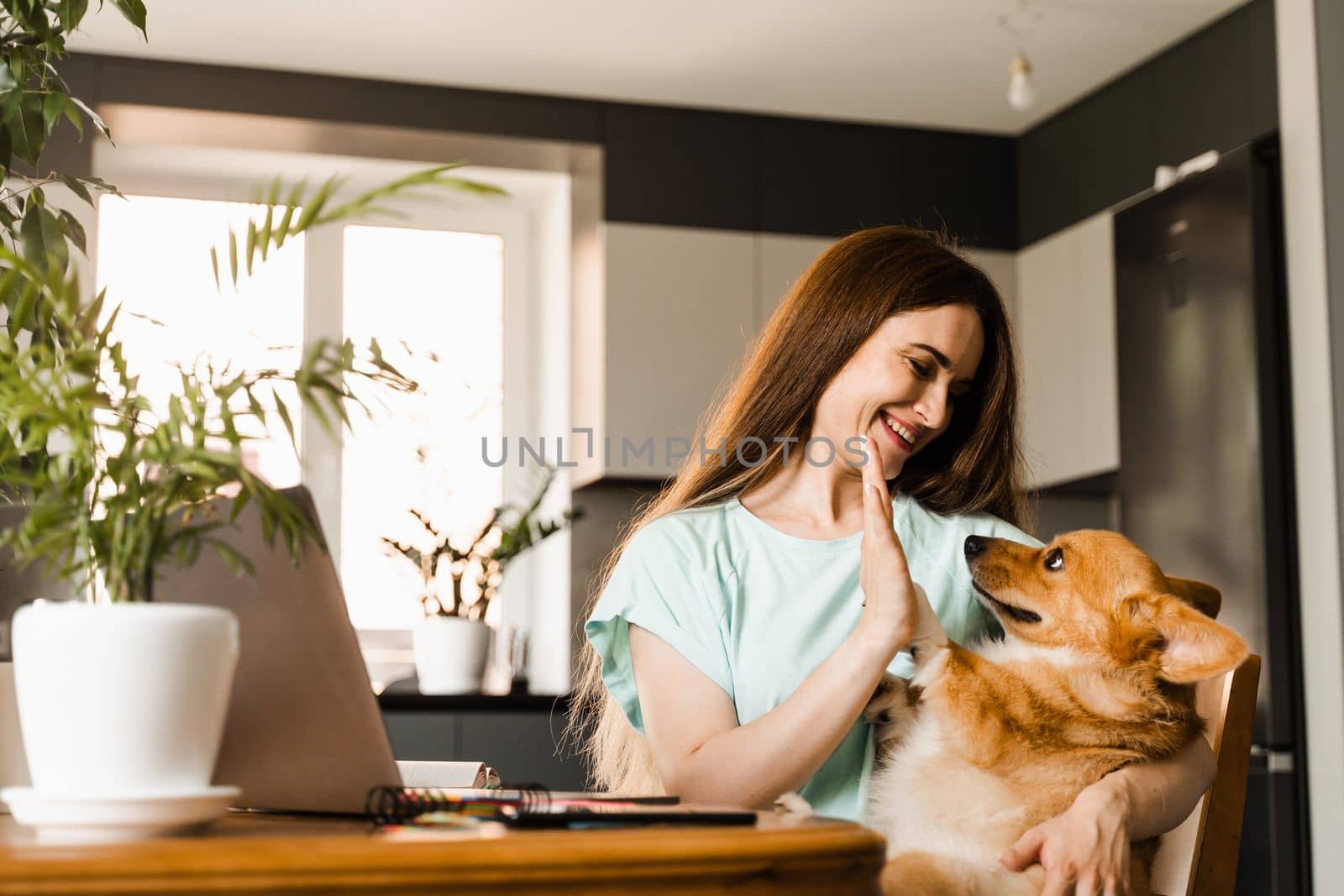 Teambuilding. Teamwork with Welsh Corgi Pembroke at home. Girl hand give five Corgi dog at work place with laptop at home. Communication with colleagues and family online. by Rabizo