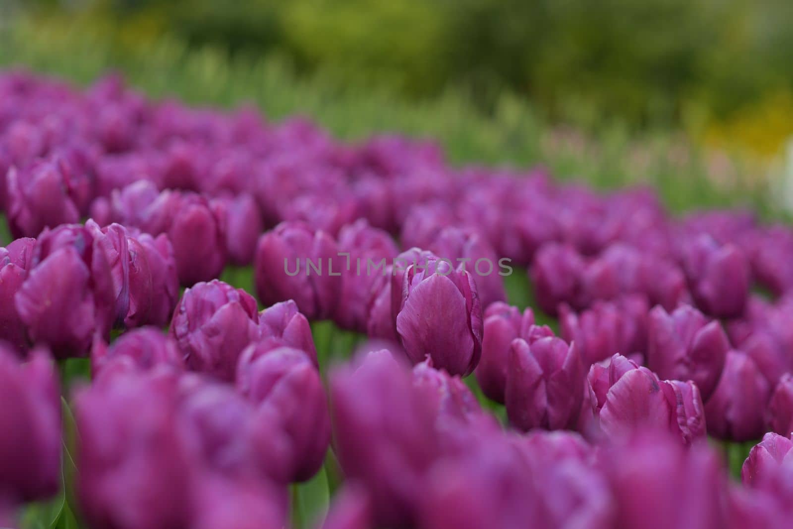 Purple tulips background in a park of Holland