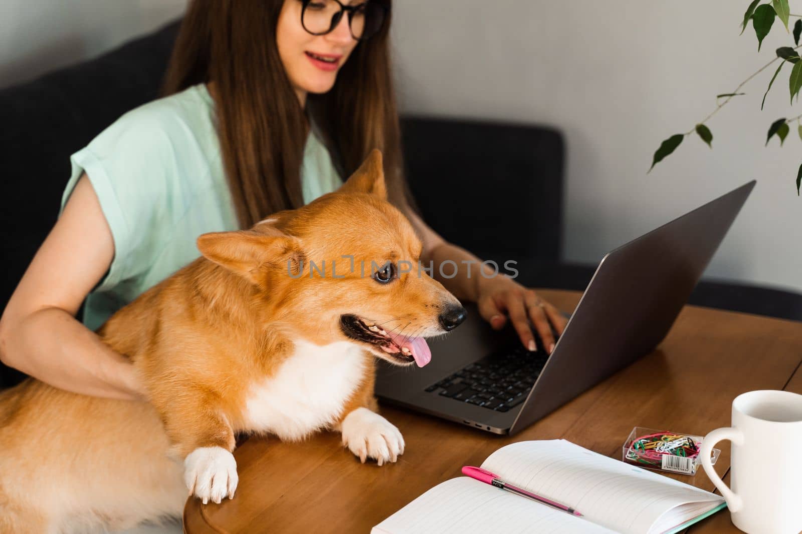 Business woman in glasses working on laptop online and hug Corgi dog. IT specialist girl working remotely and petting her dog with Welsh Corgi Pembroke. Lifestyle with domestic pet at home