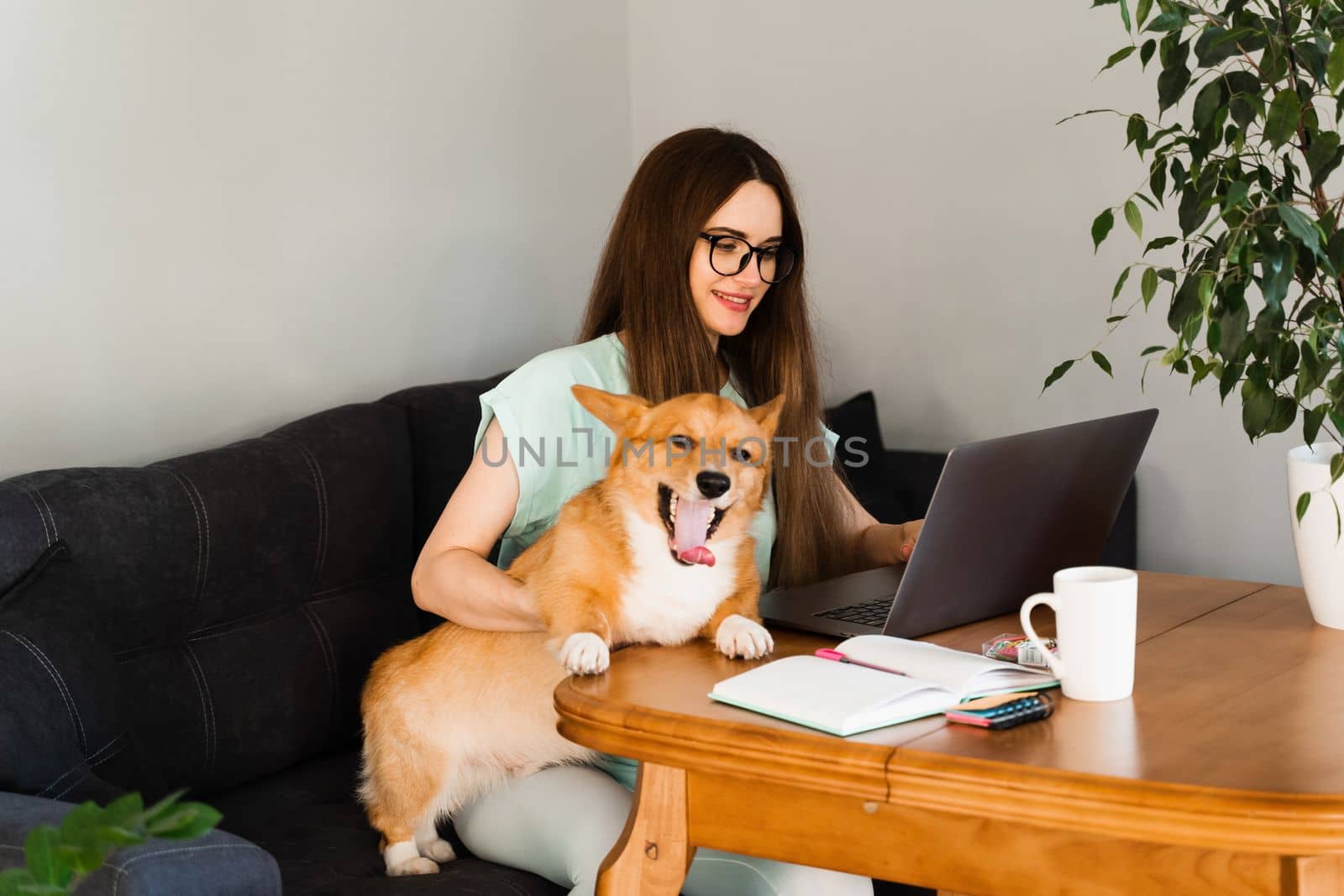 Business woman in glasses working on laptop online and hug Corgi dog. IT specialist girl working remotely and petting her dog with Welsh Corgi Pembroke. Lifestyle with domestic pet at home. by Rabizo