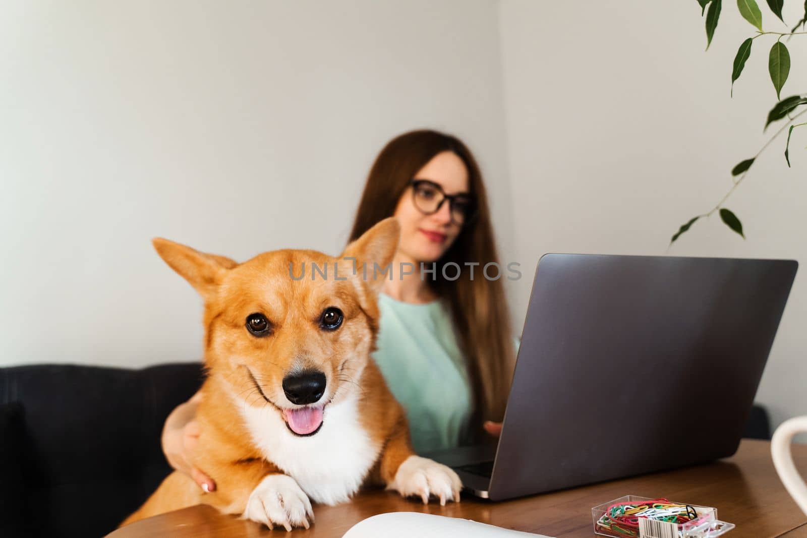 Business woman in glasses working on laptop online and hug Corgi dog. IT specialist girl working remotely and petting her dog with Welsh Corgi Pembroke. Lifestyle with domestic pet at home