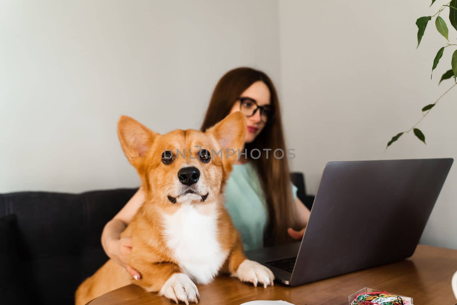 Business woman in glasses working on laptop online and hug Corgi dog. IT specialist girl working remotely and petting her dog with Welsh Corgi Pembroke. Lifestyle with domestic pet at home