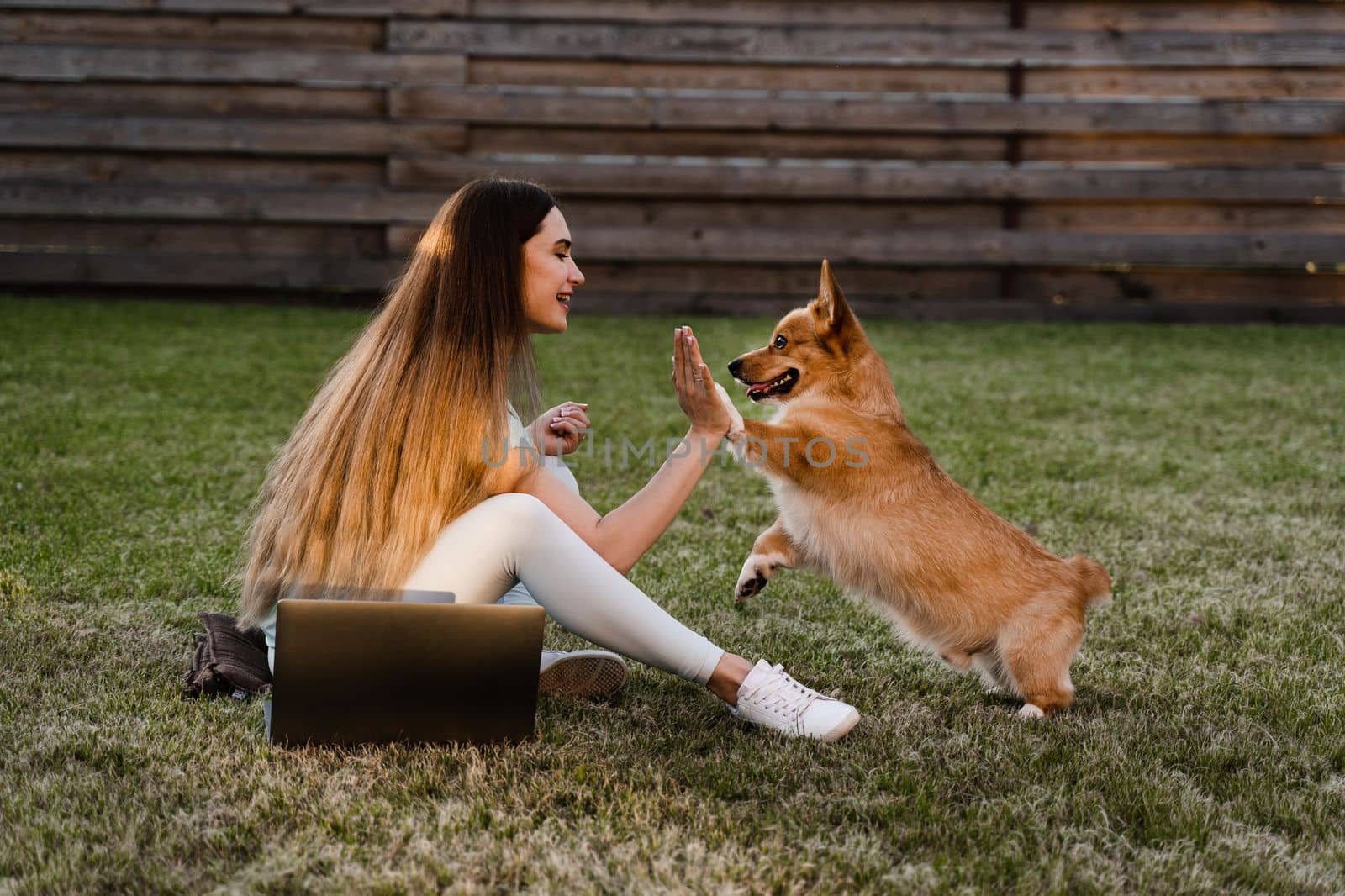Teambuilding. Teamwork with Welsh Corgi Pembroke on the grass outside. Girl hand give five Corgi dog. Working on laptop outdoor. Communication with colleagues and family online. by Rabizo