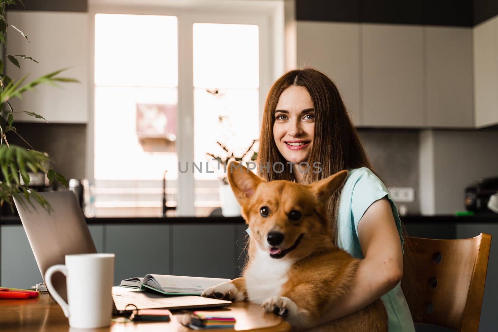 Girl working online on laptop with Corgi dog at home. Welsh Corgi Pembroke with his owner young woman. Lifestyle with domestic pet