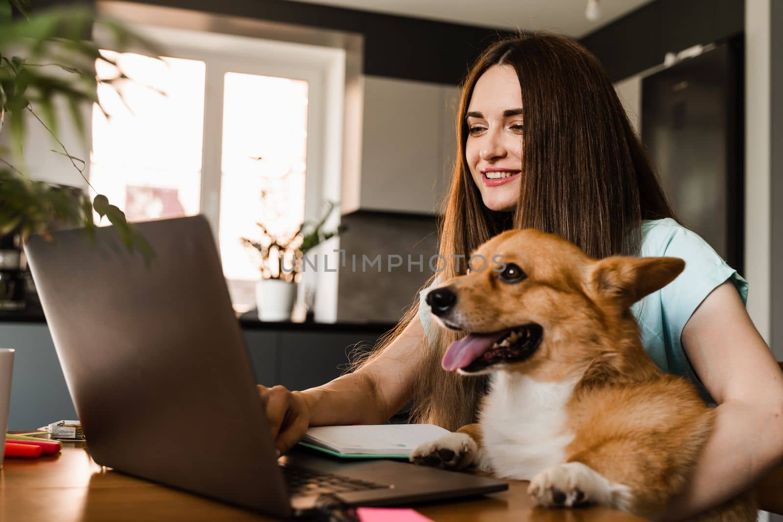 Girl chatting with friends online using laptop and showing her Corgi dog at home. Lifestyle with Welsh Corgi Pembroke. Video connection with family. Happy girl and domestic pet having fun together