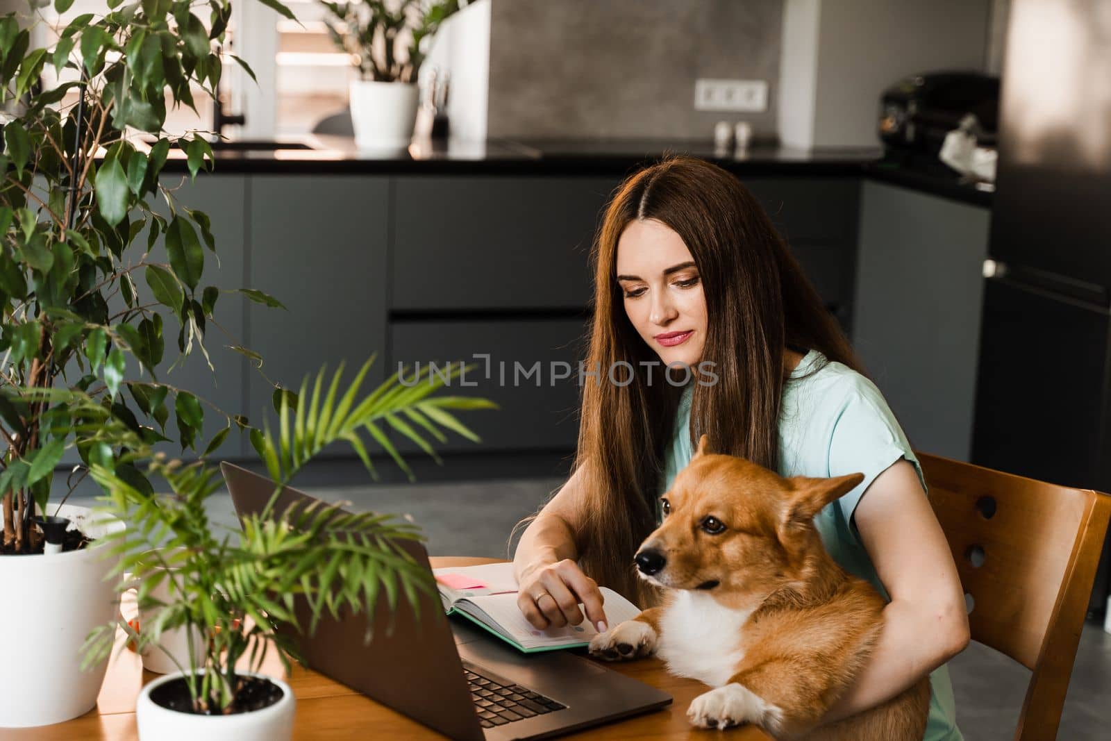 Designer girl with Corgi dog working online on laptop and communicating with colleagues. Teamwork with Welsh Corgi Pembroke at home. Remote work lifestyle with domestic pet
